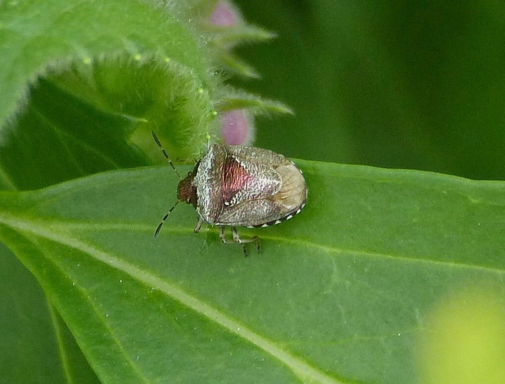 Schillerwanze, Dunkler Dickwanst, gesehen am 26.06.2013. 