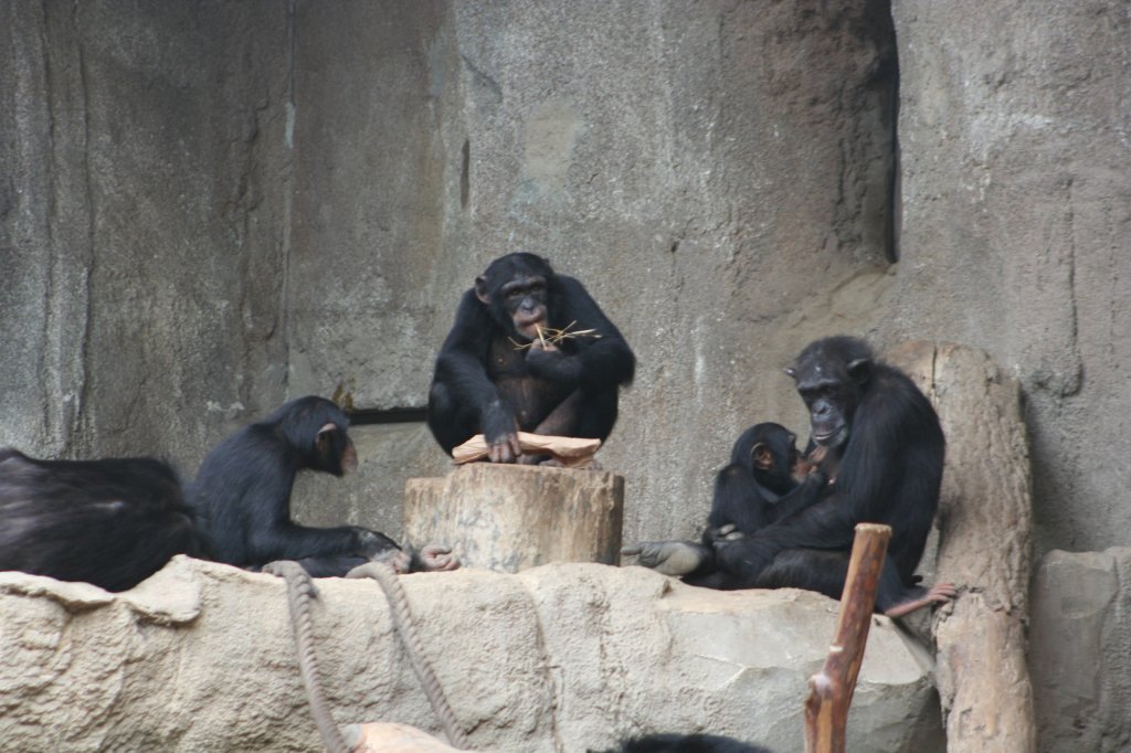 Schimpansen im Familienkreis. Pongoland am 14.09.2008 in Leipzig.
