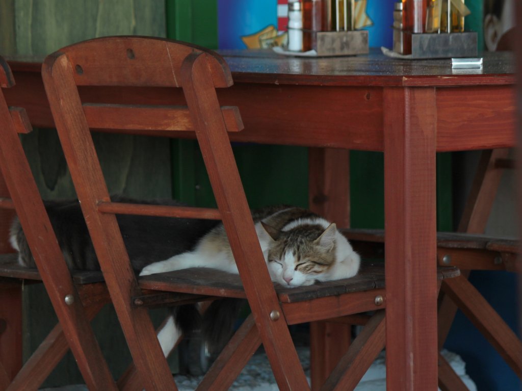 Schlafende Katze auf einem Stuhl in einem Strandrestaurant auf Rhodos(GR). 06.10.2011