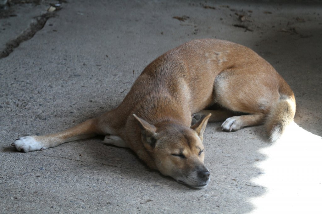 Schlafender Dingo (Canis lupus dingo) am 13.9.2010 im Zoo Toronto.
