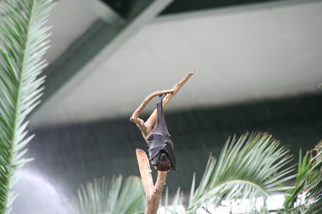 Schlafender Indischer Riesenflugfuchs (Pteropus giganteus) am 13.12.2009 im Alfred-Brehm-Haus des Berliner Tierparks. 
