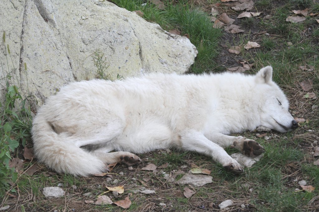 Schlafender Polarwolf (Canis lupus arctos) am 13.9.2010 im Zoo Toronto.
