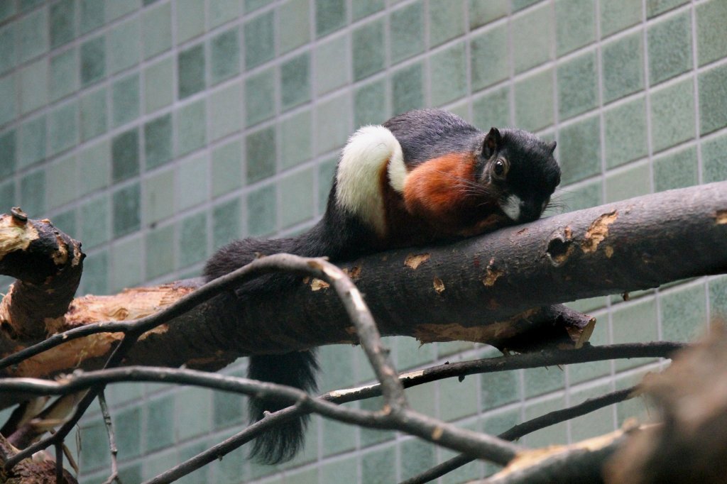 Schlafendes oder betendes Prevost-Schnhrnchen (Callosciurus prevostii) am 25.2.2009 im Zoo Berlin.