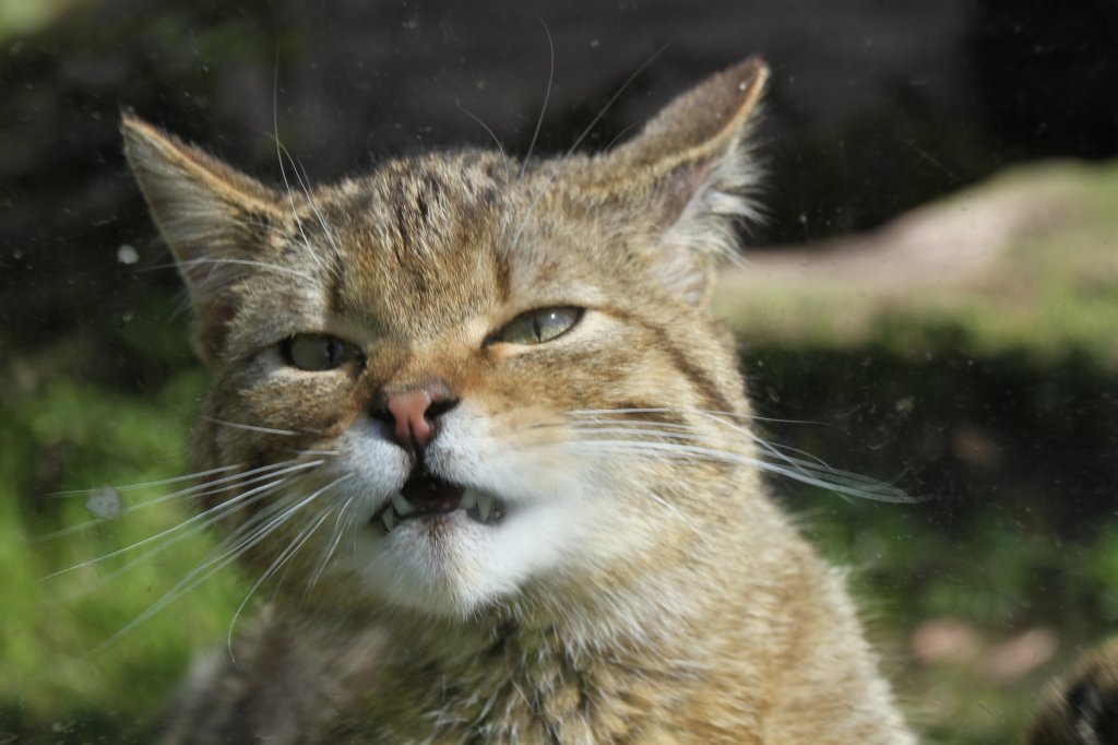 Schlecht gelaunte Europische Wildkatze (Felis silvestris silvestris) im Tierpark Berlin.