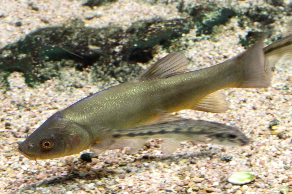 Schleie (Tinca tinca) am 7.5.2010 im Exotarium Oberhof.