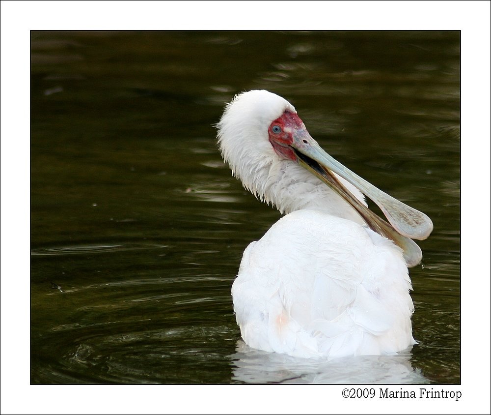 Schmalschnabellffler (Platalea alba). Afrikanischer Lffler oder Rosenfulffler - Grugapark Essen