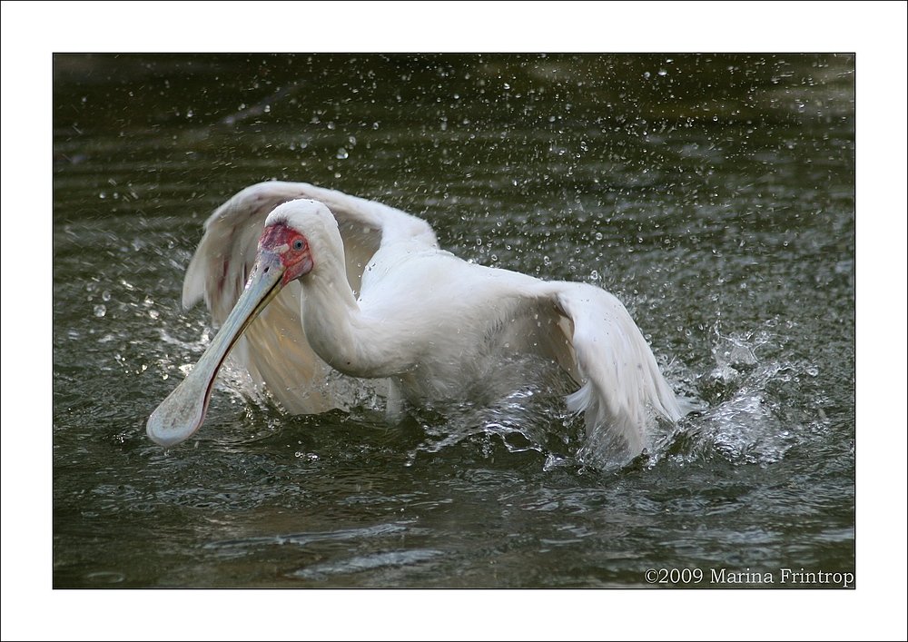 Schmalschnabellffler (Platalea alba) auch Afrikanischer Lffler oder Rosenfulffler - Fotografiert im Grugapark Essen