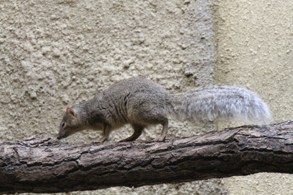 Schmalstreifenmungo (Mungotictis decemlineata) am 25.2.2010 im Zoo Berlin. 