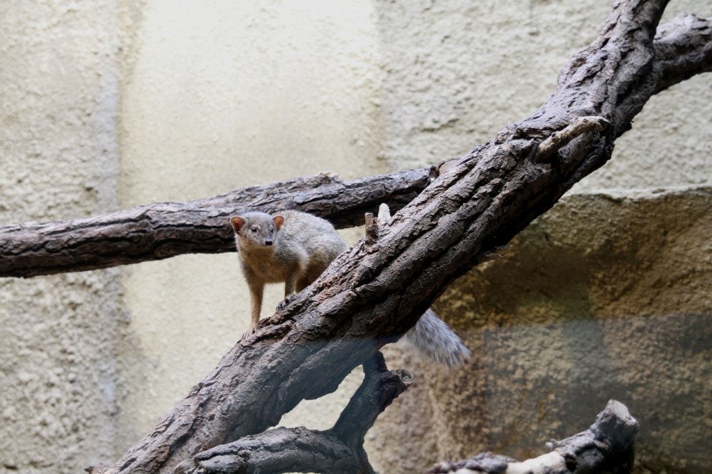 Schmalstreifenmungo (Mungotictis decemlineata) beim Klettern. Zoo Berlin am 11.3.2010.