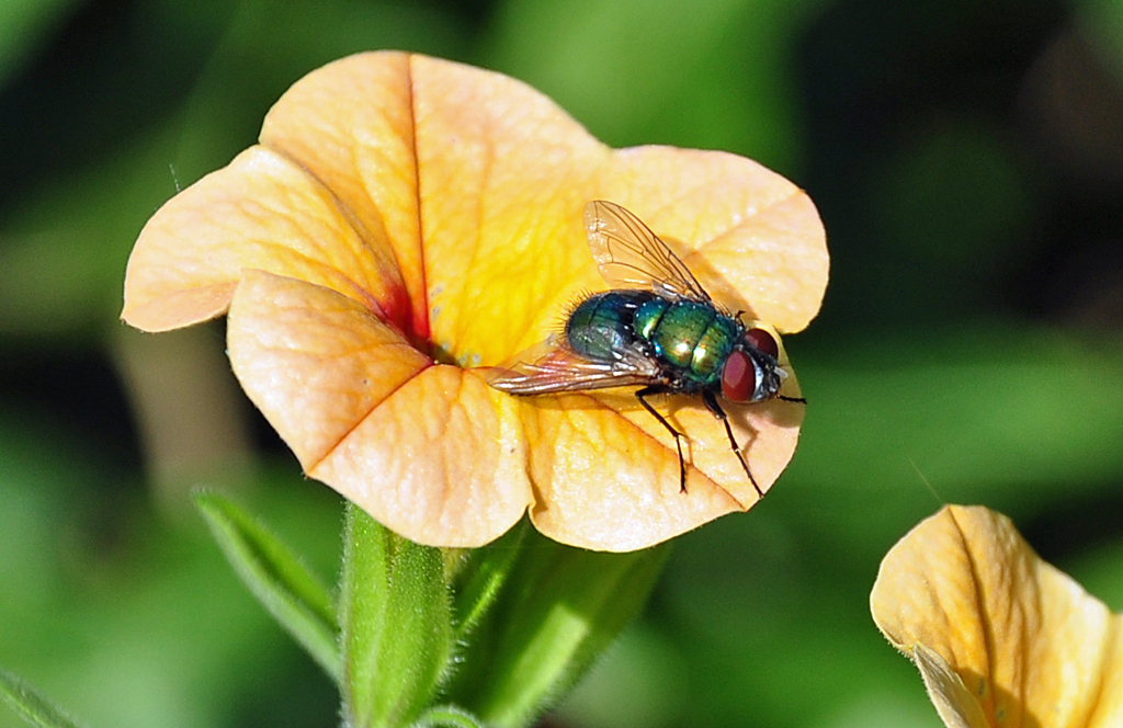  Schmeifliege  auf einer Blte im Garten - 19.07.2010