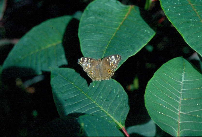 Schmetterling auf einem Blatt in Nordthailand