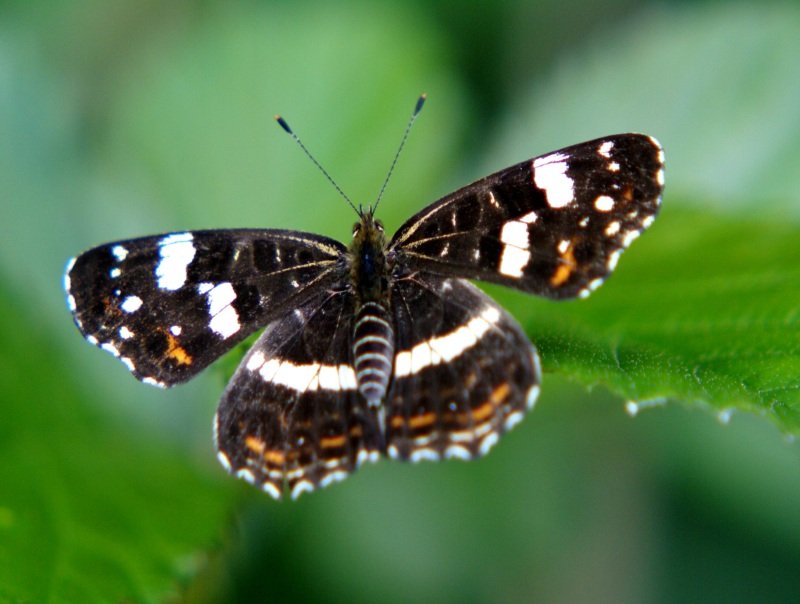 Schmetterling auf genommen im Aug. 2009