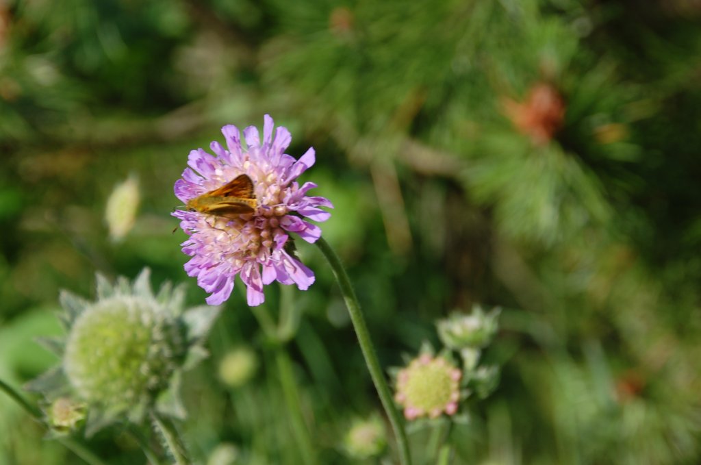 Schmetterling beim Pausensnack. 12.6.2011