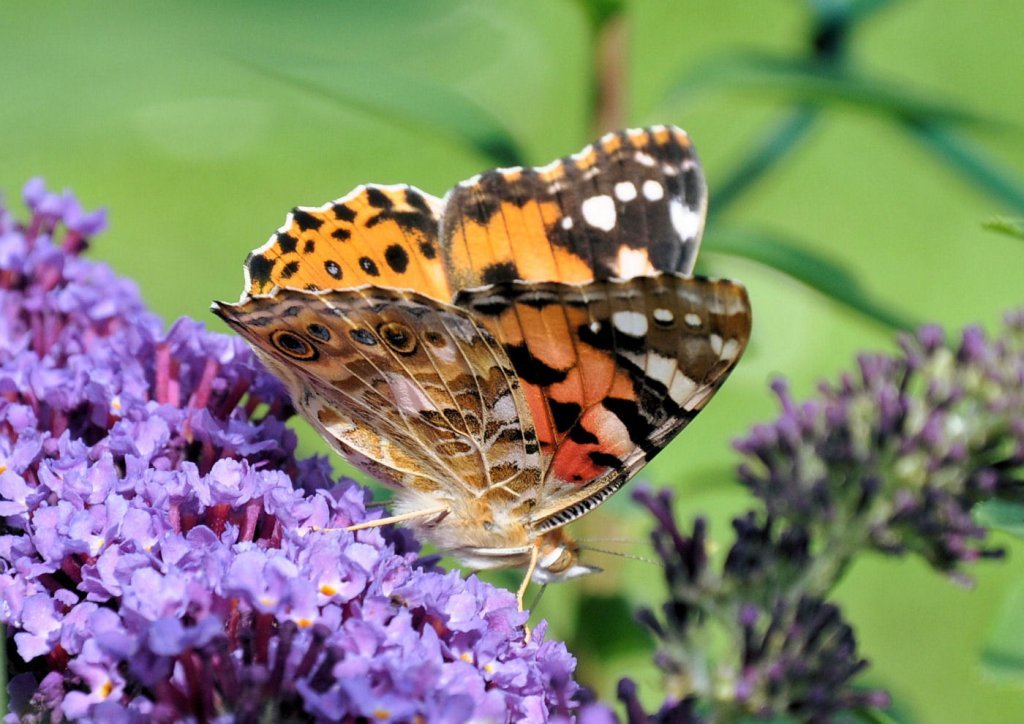 Schmetterling im heimischen Garten - 28.09.2008 