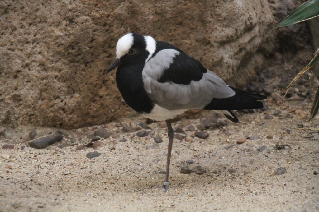 Schmiedespornkiebitz oder auch Waffenkiebitz (Vanellus armatus) am 25.2.2010 im Zoo Berlin.