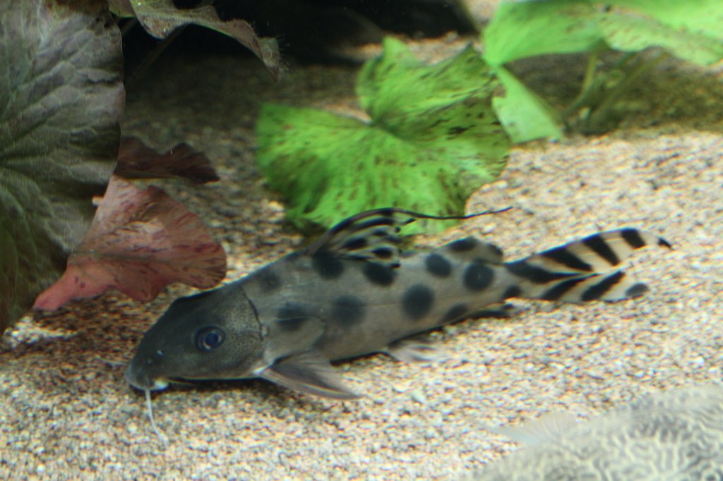 Schmuck Fiederbartwels (Synodontis decorus) am 19.3.2010 im Zooaquarium Basel.