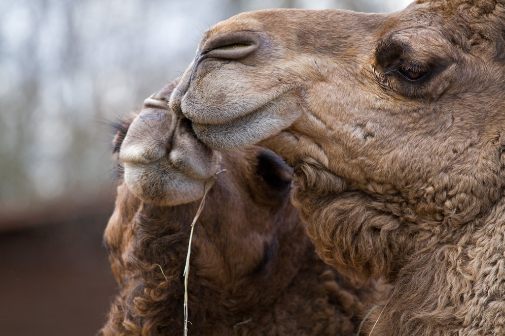 Schmusende Dromedare, gesehen im Tierpark Ueckermnde. - 08.04.20012