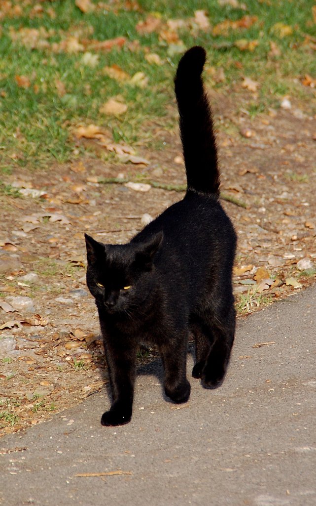 Schmusetiger namens  Hugo ......mit einem ausgiebigen Mautzen weckte er die Hausbewohner meines Feriendomizils in der Lneburger Heide. 28.10.2011