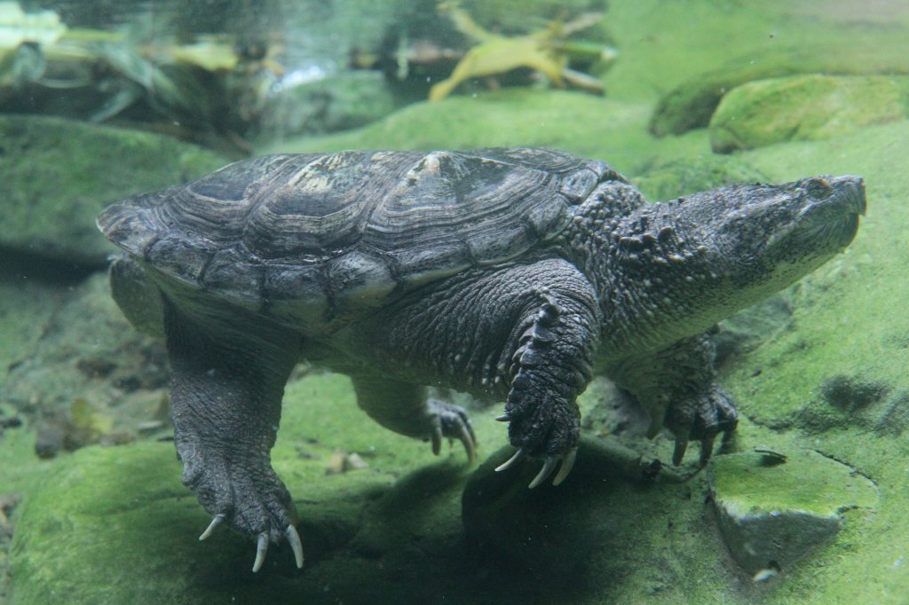 Schnappschildkrte (Chelydra serpentina) am 13.9.2010 im Toronto Zoo.