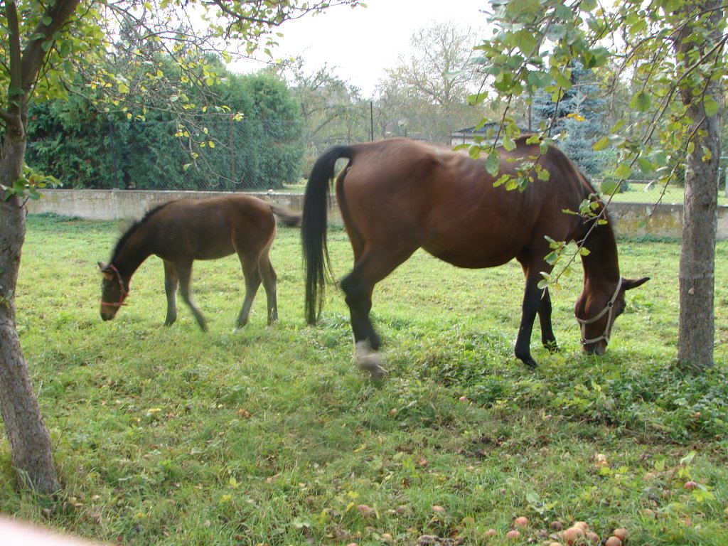 Schnappschuss in Nachbars Garten - 17.10.2007