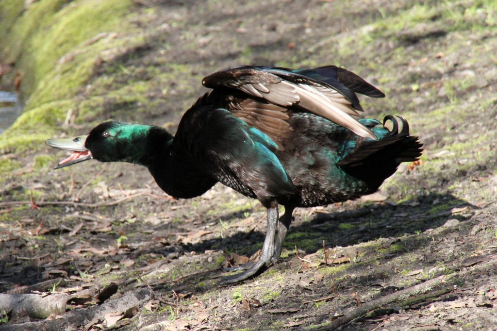 Schnatternde Smaragdente am 18.4.2010 im Tierpark Berlin.