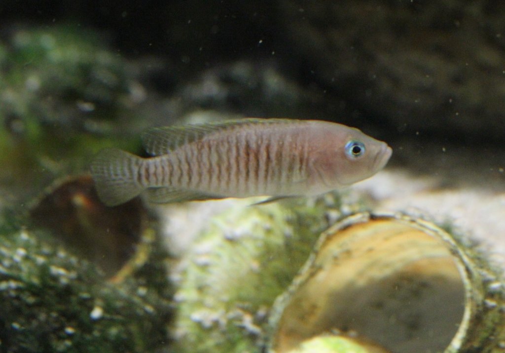 Schneckenbuntbarsch (Neolamprologus multifasciatus) am 9.2.2010 im Vivarium Karlsruhe.