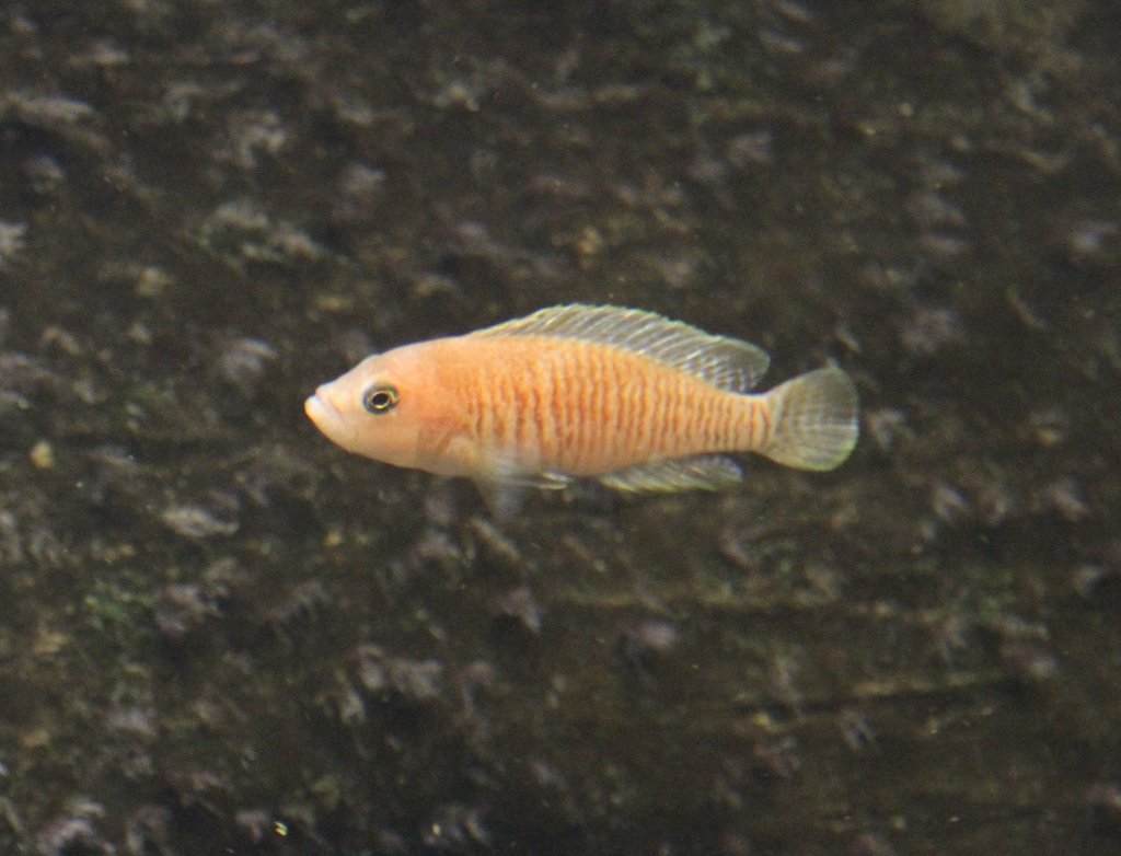 Schneckenbuntbarsch (Neolamprologus multifasciatus) am 9.2.2010 im Vivarium Karlsruhe.