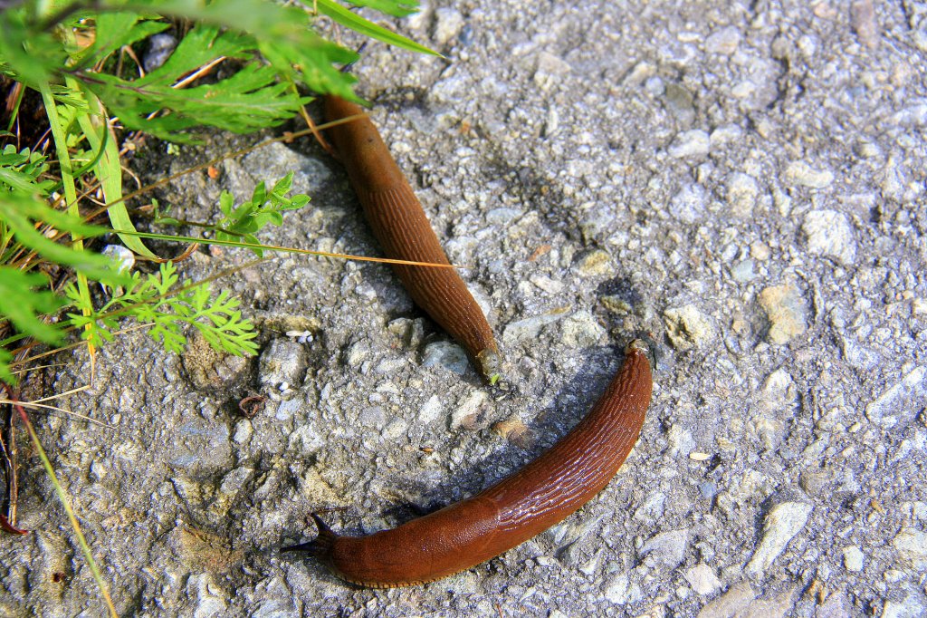 Schneckentreffen in Montzen-Gare(B) bei Sonne am 19.7.2012.