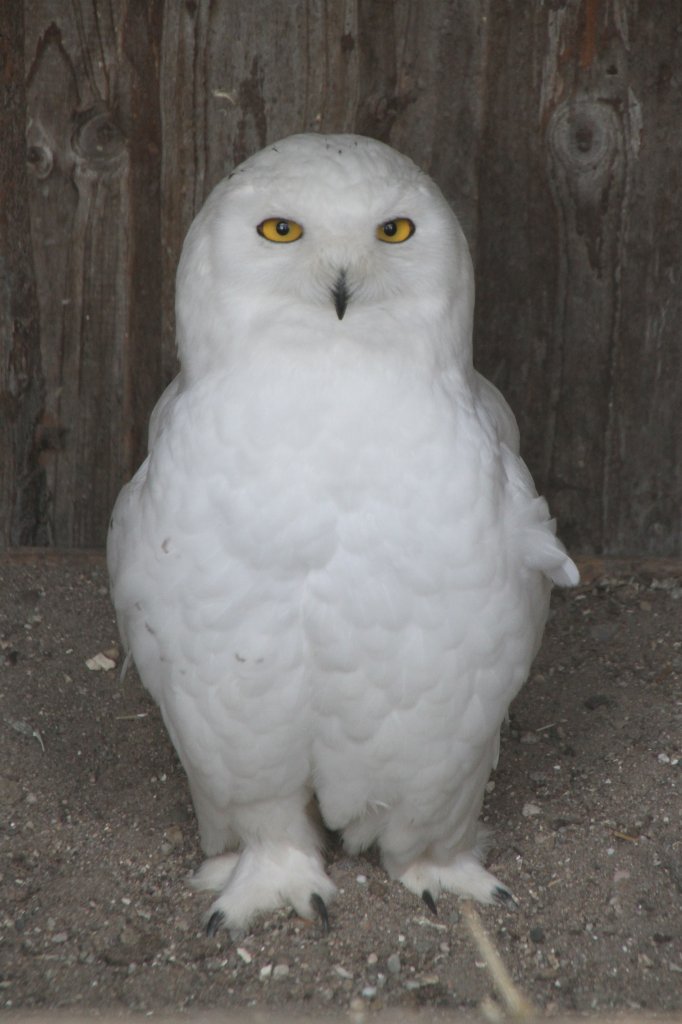 Schnee-Eule (Bubo scandiacus) am 26.4.2010 im Vogelpark Karlsdorf-Neuthard.