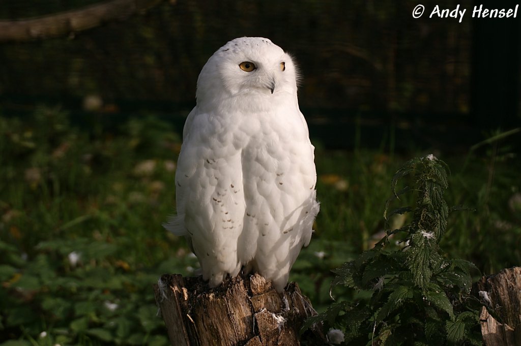 Schnee-Eule (Mnnchen).