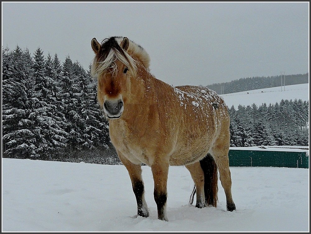 Schnee-Pferd. 30.01.10 (Jeanny)