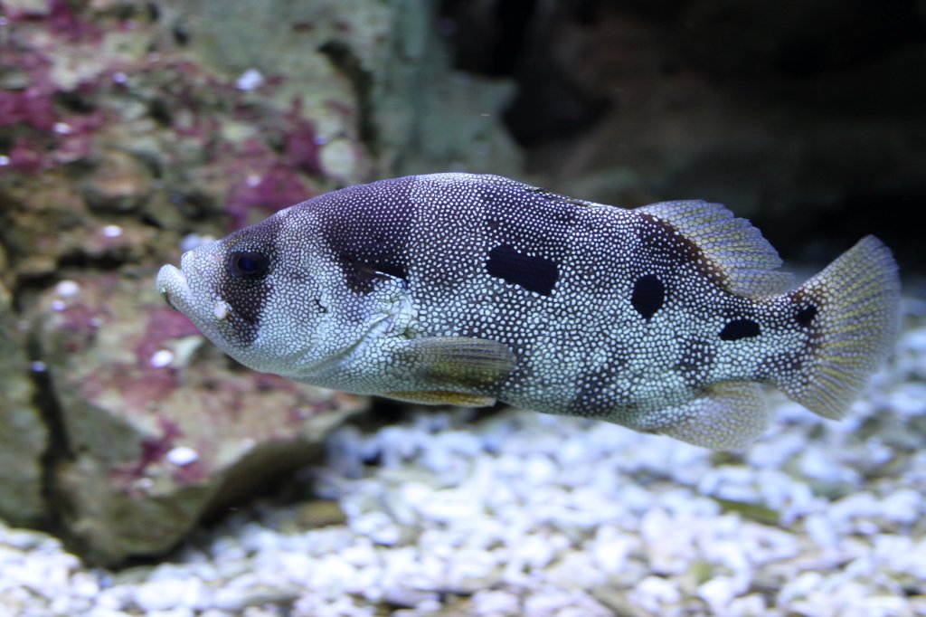 Schneeflocken Seifenbarsch (Pogonoperca punctata) am 23.4.2010 im Meeresaquarium Zella-Mehlis.
