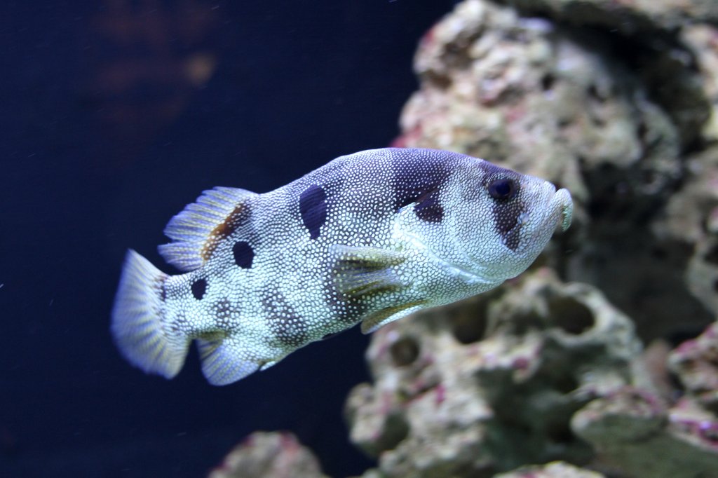 Schneeflocken Seifenbarsch (Pogonoperca punctata) am 23.4.2010 im Meeresaquarium Zella-Mehlis.