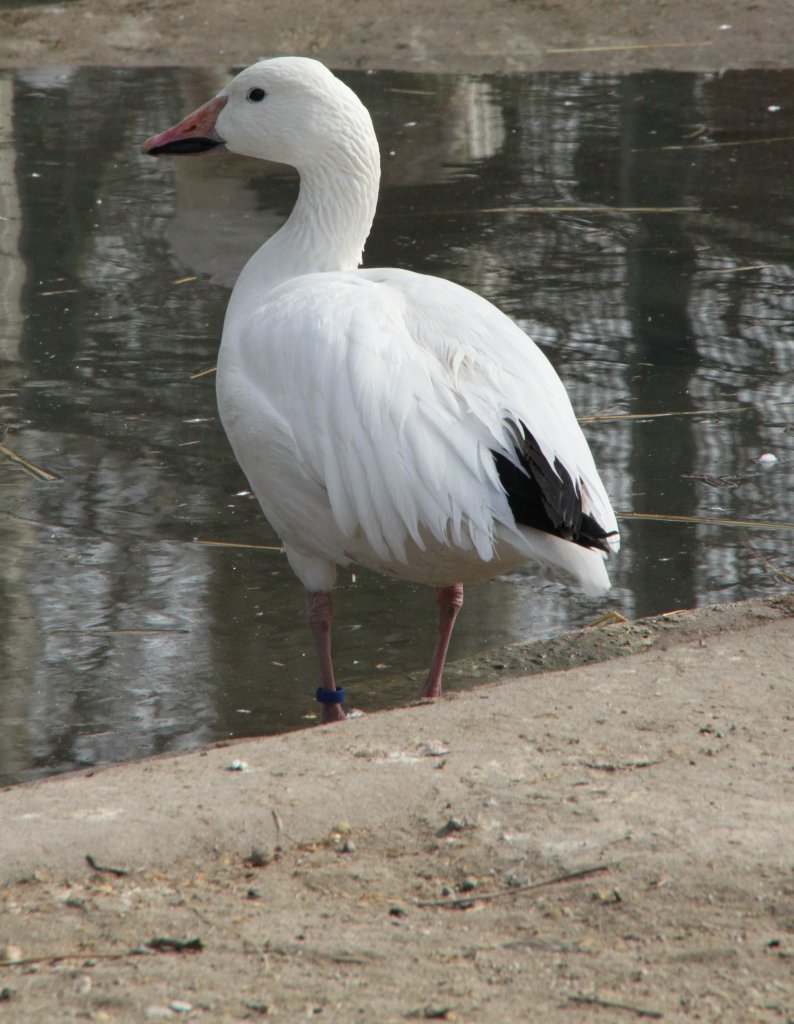 Schneegans (Anser caerulescens) am 18.3.2010 in der Orangerie in Strasbourg.
