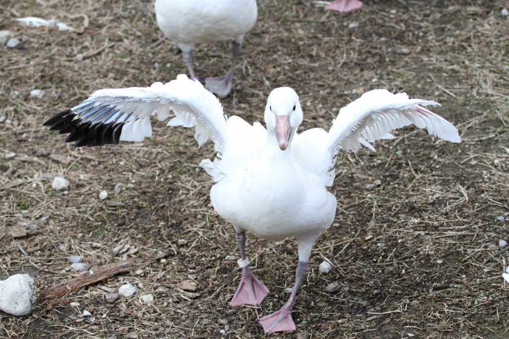 Schneegans (Anser caerulescens) auf Angriffskurs, um unliebsame Besucher zu vertreiben. Toronto Zoo am 13.9.2010.