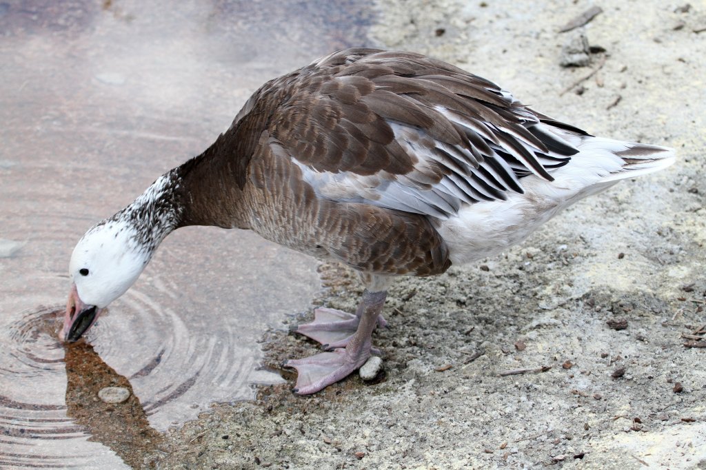 Schneegans (Anser caerulescens) beim Trinken. Toronto Zoo am 13.9.2010.
