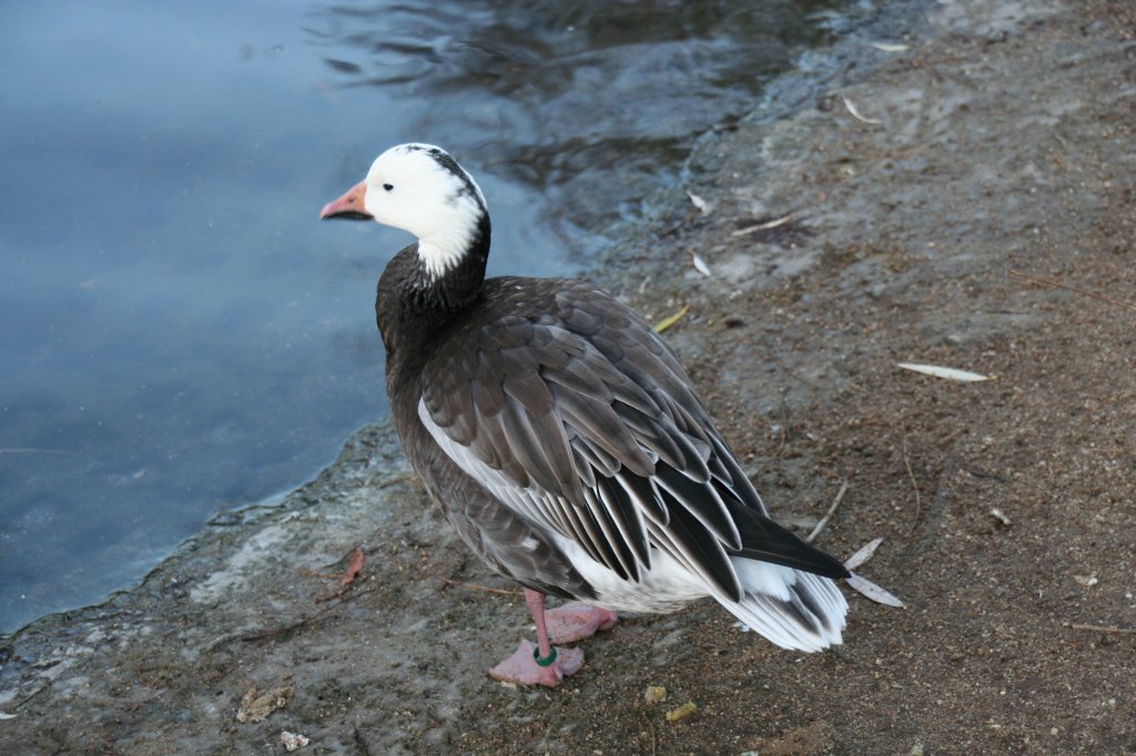 Schneegans (Anser caerulescens) in der dunklen Phase am 7.12.2009 im Zoo Dresden.