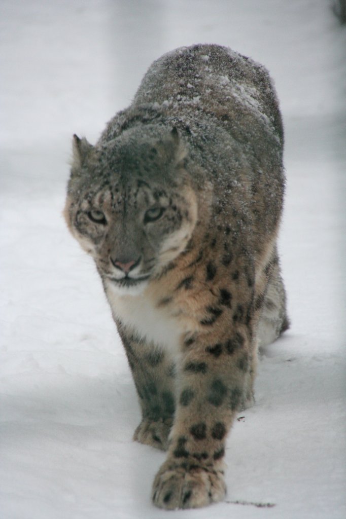 Schneeleopard oder auch Irbis (Panthera uncia) am 9.1.2010 im Tierpark Berlin.