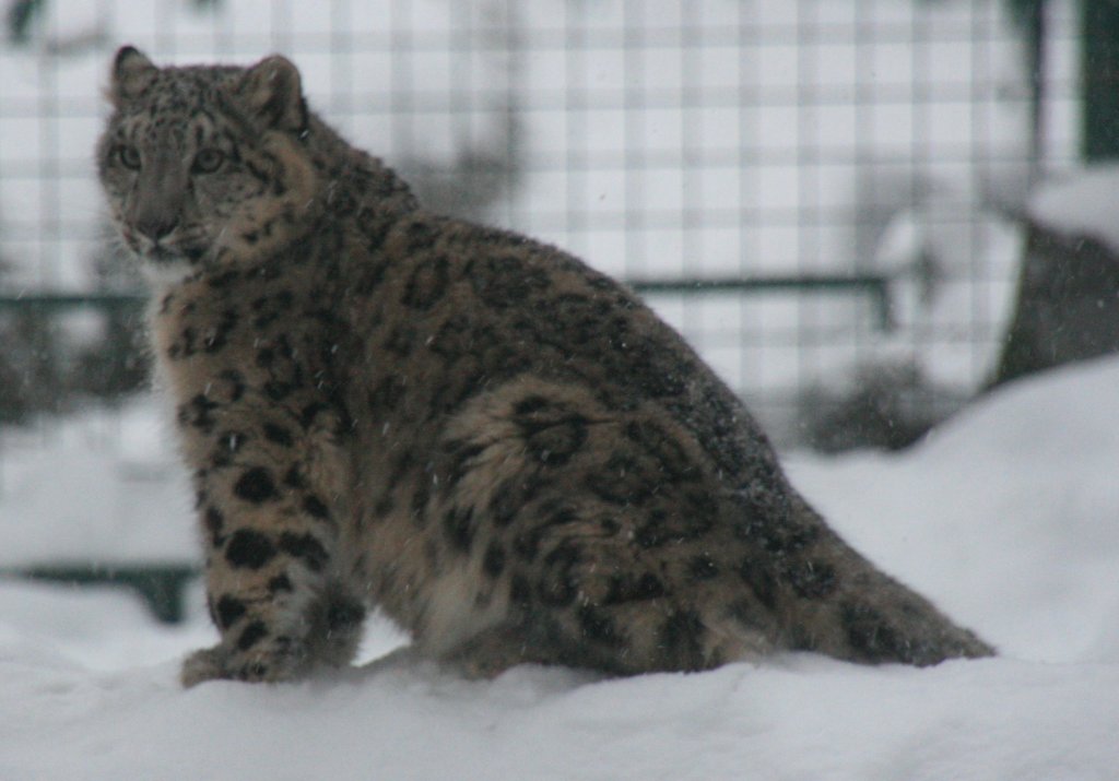 Schneeleopard (Panthera uncia) am 9.1.2010 im Tierpark Berlin.