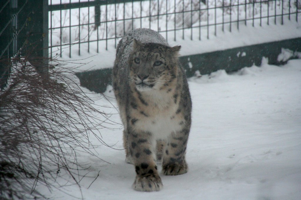 Schneeleopard (Panthera uncia) beim winterlichen Spaziergang am 9.1.2010 im Tierpark Berlin.