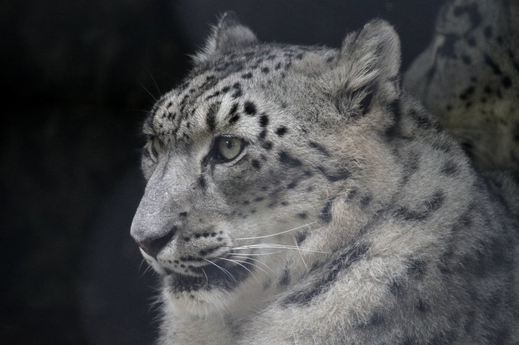 Schneeleopard (Uncia uncia) am 13.9.2010 im Zoo Toronto.