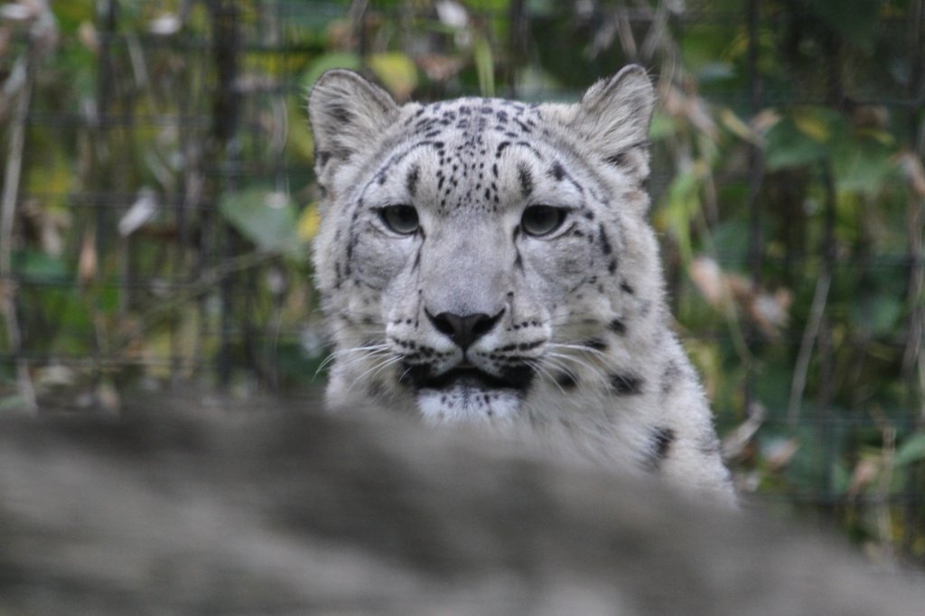 Schneeleopard (Uncia uncia) am 25.9.2010 im Toronto Zoo.