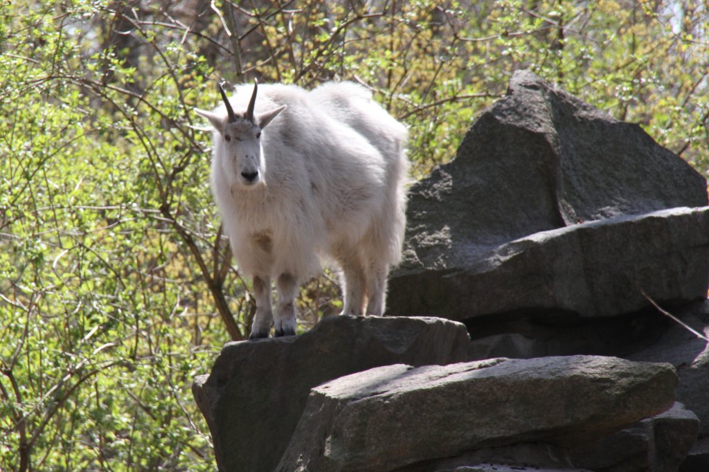 Schneeziege (Oreamnos americanus) im Tierpark Berlin.
 
