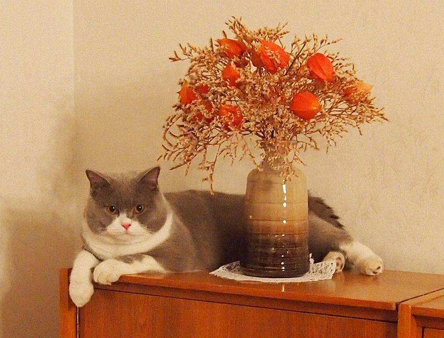 Schne Blume. Meine Britische Kater Bert (Bubble Hairy Bears) am 24. 12. 2012. Zehn Monate alt.