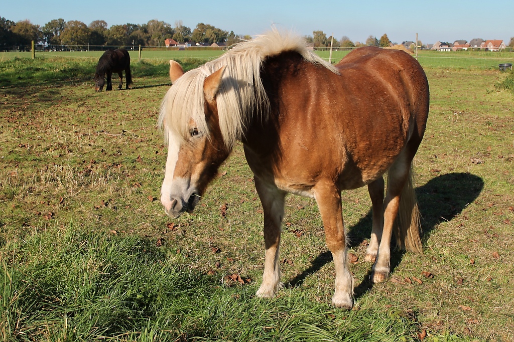 Schnes Pferd bei Vorst, 28.10.12