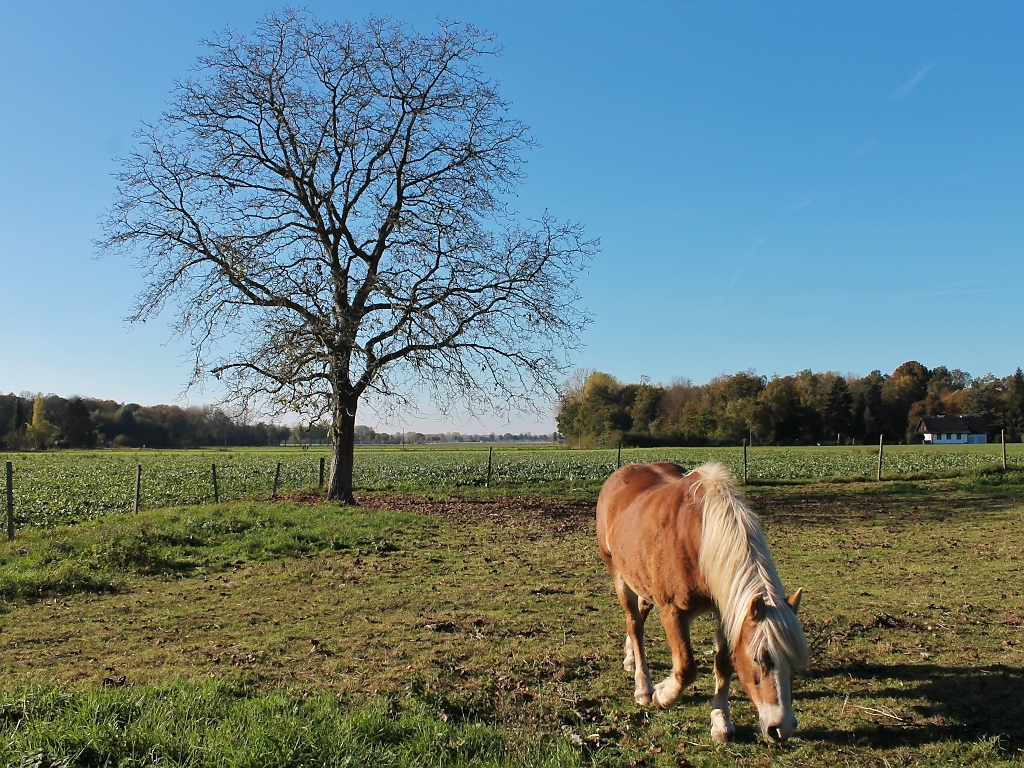 Schnes Pferd bei Vorst, 28.10.12