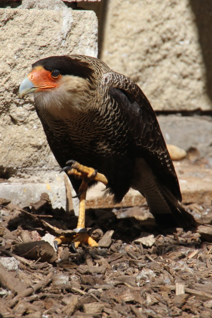 Schopfkarakara (Caracara plancus) im geduckten Gang. 26.4.2010 im Vogelpark Karlsdorf-Neuthard.