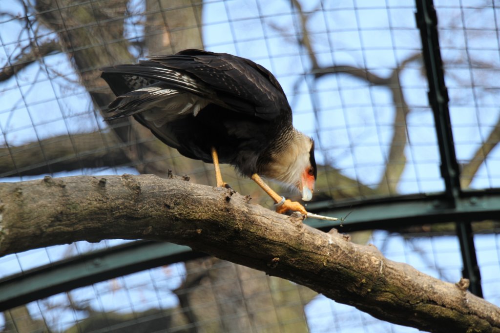 Schopfkarakara (Polyborus plancus) beim Holz fr den Nestbau zu zerkleinern .Zoologischer Garten Berlin am 10.3.2010.