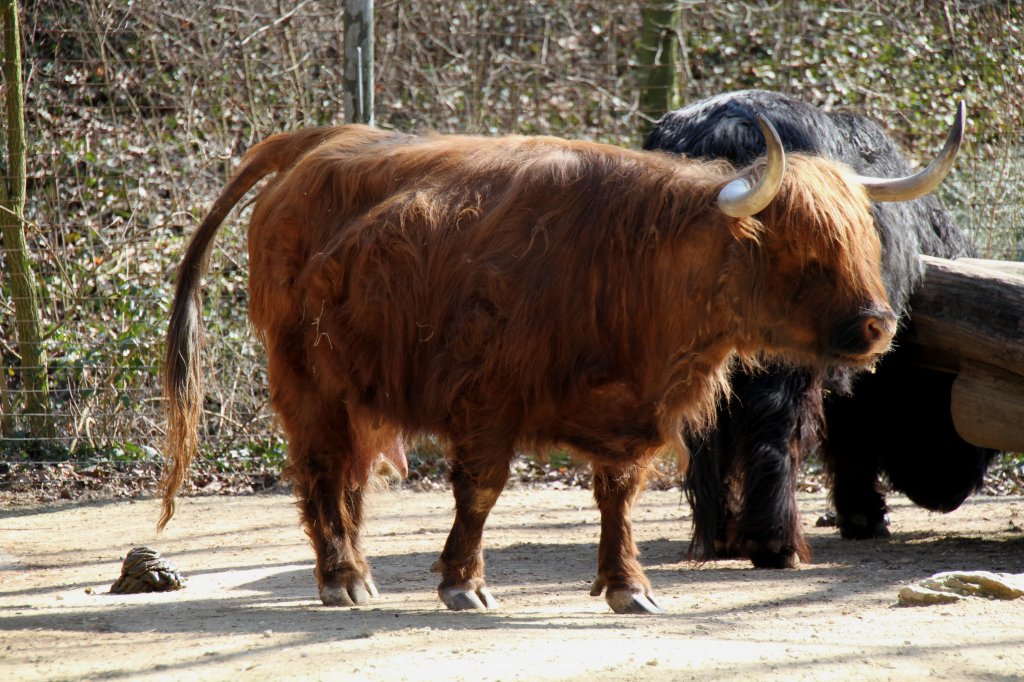 Schottiches Hochlandrind am 19.3.2010 im Zoo Basel.