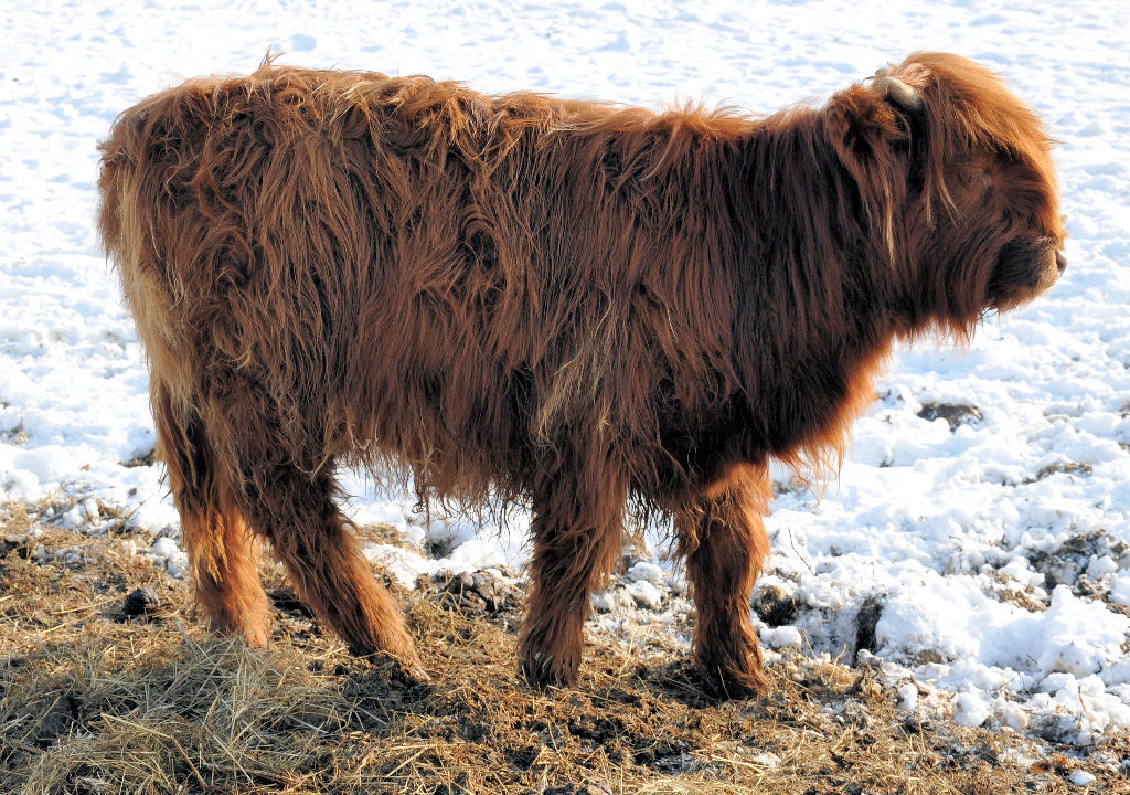 Schottisches Hochlandrind (Kalb) auf der Weide in Eu-Kirchheim - 26.01.2010